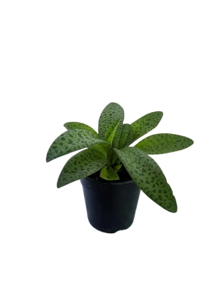 Silver Squill Plant - image 5