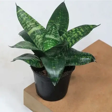 Snake Plant Green - image 2