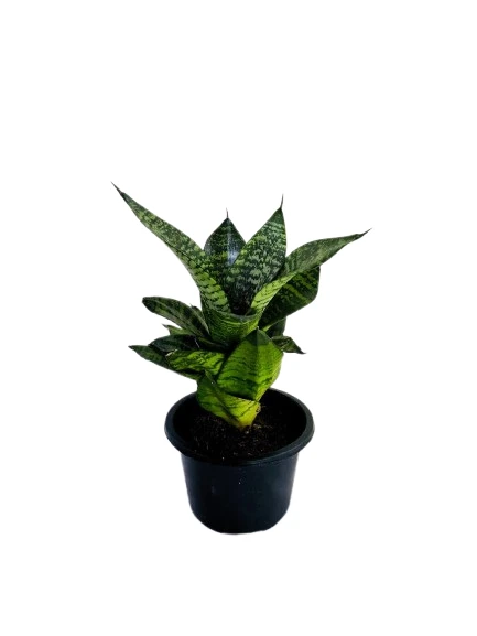 Snake Plant Green - image 3