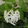 Star Jasmine Plant - image 2