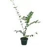 Star Jasmine Plant - image 3