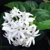 Star Jasmine Plant - image 4
