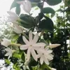 Star Jasmine Plant - image 5
