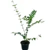 Star Jasmine Plant - image 6