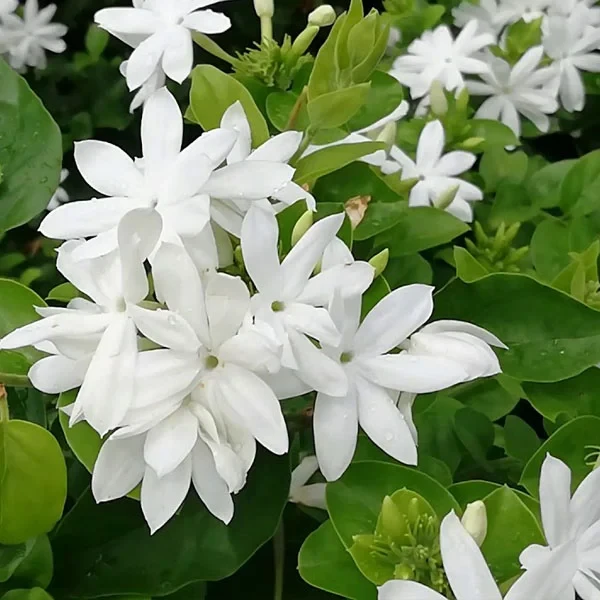 Swarna Pichcha - image 2