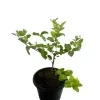 Swarna Pichcha - image 3