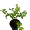 Swarna Pichcha - image 4