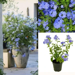 Blue Plumbago Plant