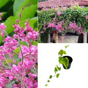 Coral Vine Pink Plant