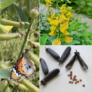 අඩනහිරියා/Butterfly plant seeds 30 seeds pack