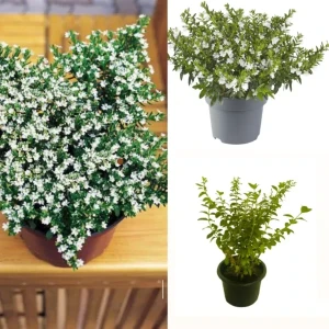 Cuphea Plant (white)