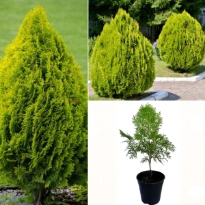 Cypress plant