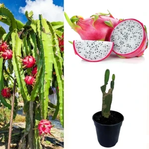 Dragon fruit plant