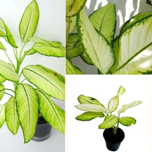 Dumb Cane ( Dieffenbachia ) Varity