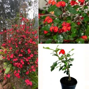 Euphorbia Geroldii Plant
