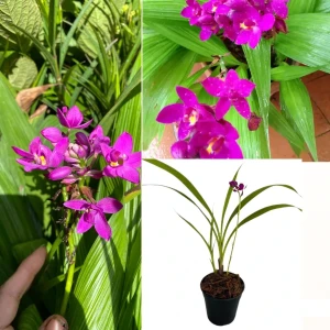 Ground Orchid Purple Plant