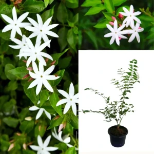Indian Jasmine Plants