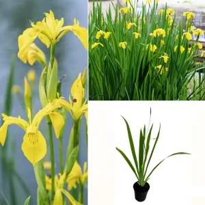 Iris Yellow Plant
