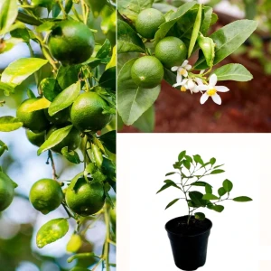 Lime Plant