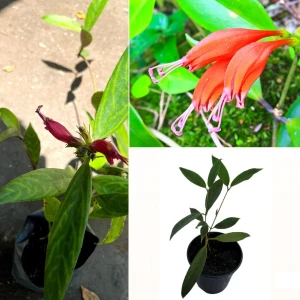 Lipstick plant verity 01