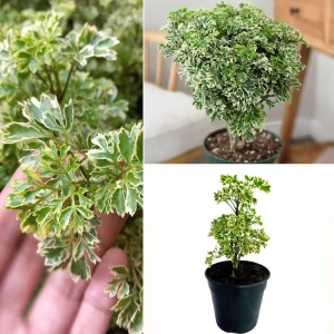 Ming Aralia Variegated plant