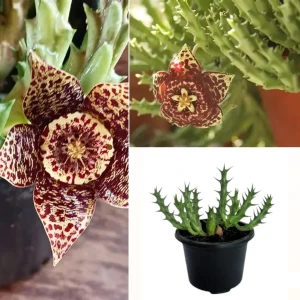 Orbea Cactus Plant