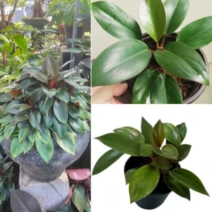 Philodendron Dwarf Congo