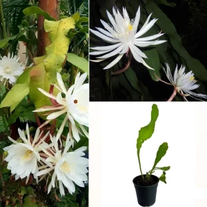 Queen of the night plant