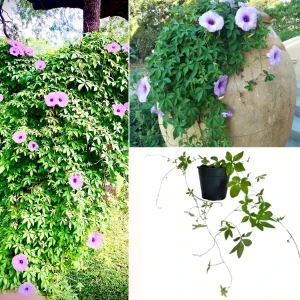 Railroad Creeper Plant