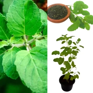 Rama Thulsi plant ( Green)