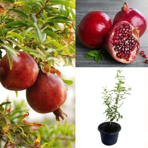 Red Angel Pomegranate