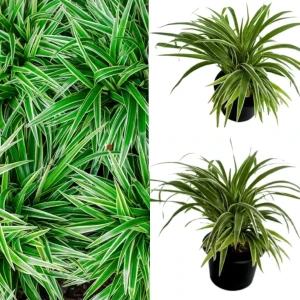 Ribbon plant