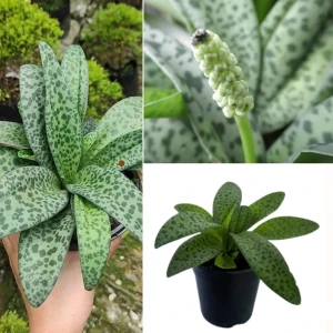 Silver Squill Plant