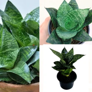 Snake Plant Green