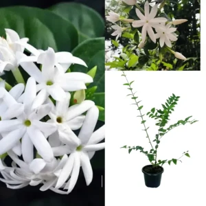 Star Jasmine Plant