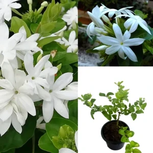 Swarna Pichcha