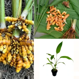 Turmeric Plant