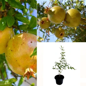 Yellow Pomegranate Fruit Plant