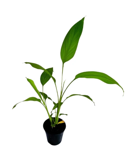 Turmeric Plant - image 2