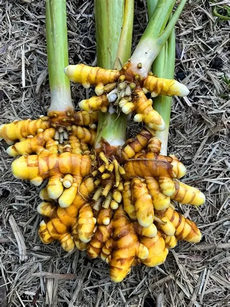 Turmeric Plant - image 3