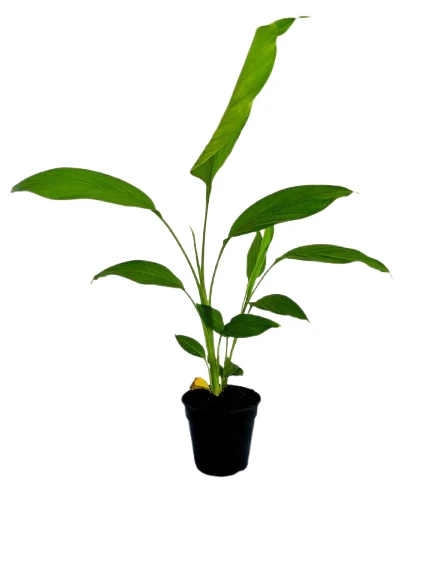 Turmeric Plant - image 4