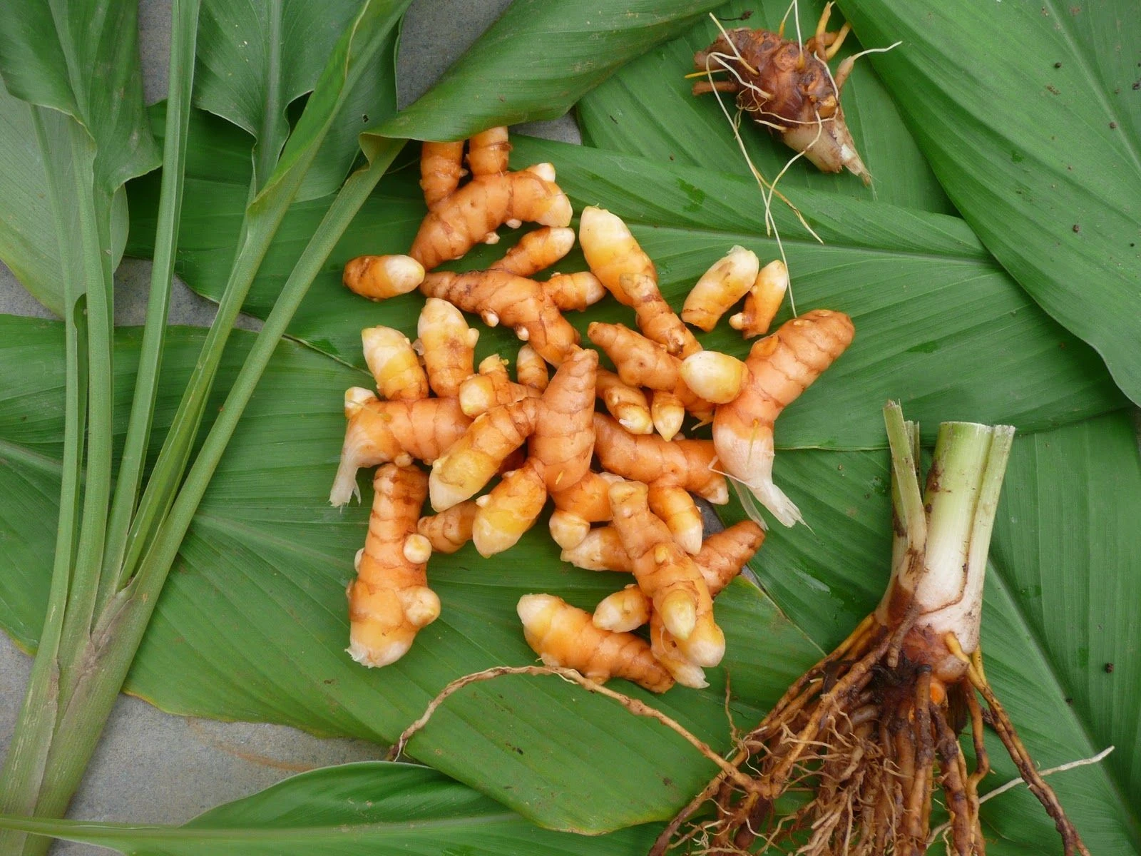 Turmeric Plant - image 5