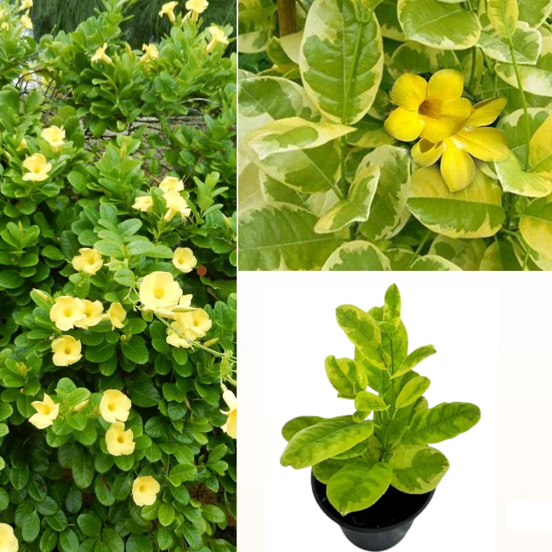 Variegated Yellow Bell Vine - image 1
