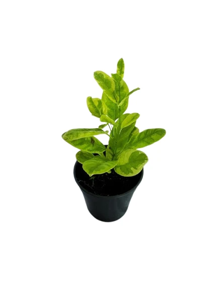 Variegated Yellow Bell Vine - image 2
