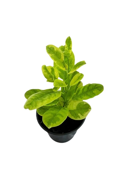Variegated Yellow Bell Vine - image 3