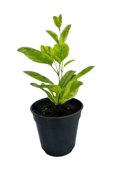 Variegated Yellow Bell Vine - image 4