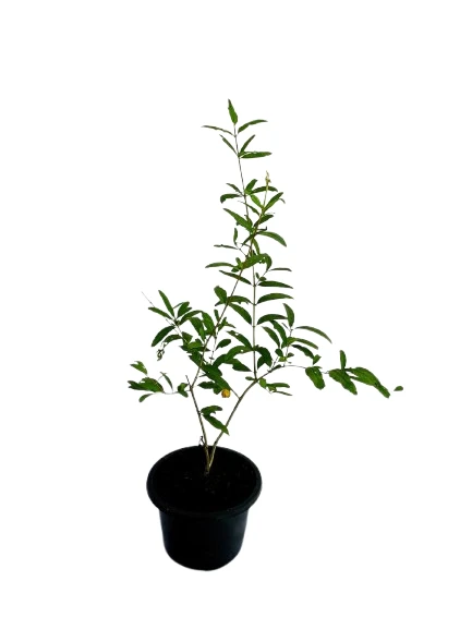 Yellow Pomegranate Fruit Plant - image 2