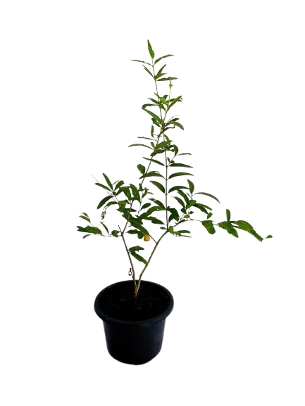 Yellow Pomegranate Fruit Plant - image 3