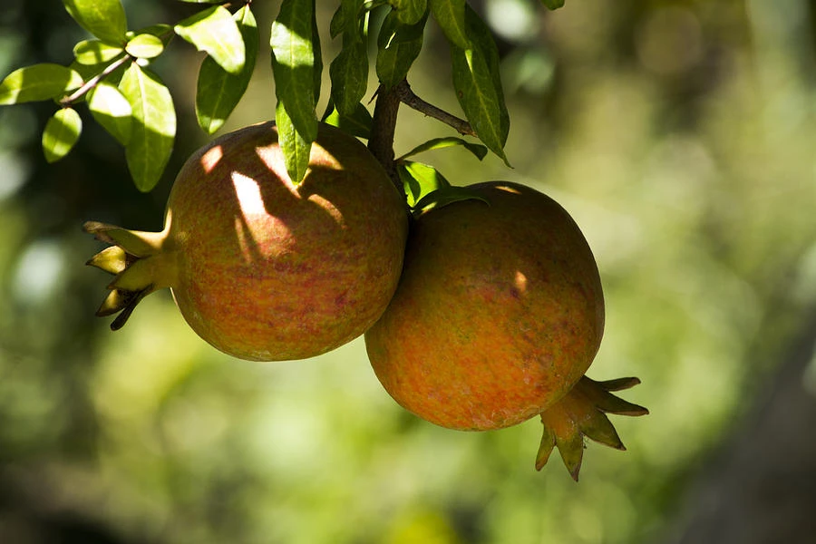 Yellow Pomegranate Fruit Plant - image 4