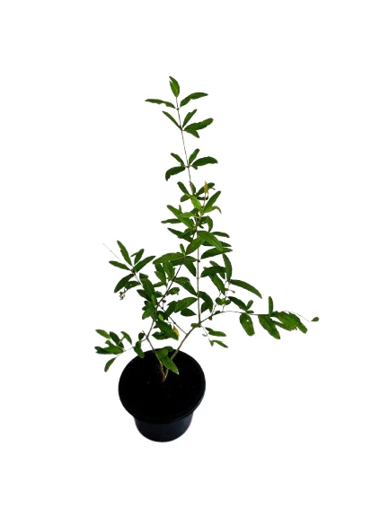 Yellow Pomegranate Fruit Plant - image 5